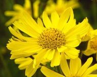 Enimerotheite_thumb_arnica