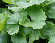 Enimerotheite_thumb_centella_asiatica