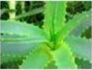 Nature_thumb__