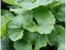 Nature_thumb__