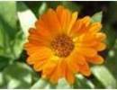 Nature_thumb__
