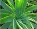 Nature_thumb__