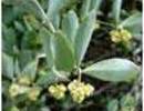 Nature_thumb__jojoba