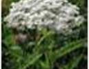 Nature_thumb__
