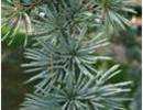 Nature_thumb__