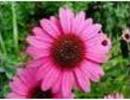 Nature_thumb__