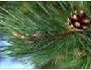 Nature_thumb__