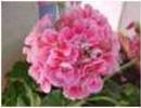 Nature_thumb__