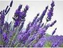 Nature_thumb__1