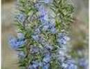 Nature_thumb__