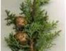 Nature_thumb__
