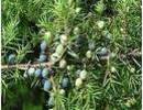 Nature_thumb__