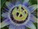 Nature_thumb__
