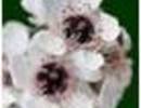 Nature_thumb__