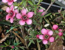 Nature_thumb_tea_tree
