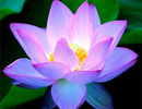 Nature_thumb__